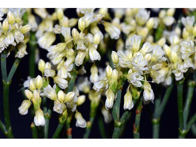 Eriogonum lonchophyllum (Spearleaf buckwheat) #54298