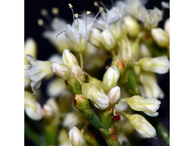 Eriogonum lonchophyllum (Spearleaf buckwheat) #54301