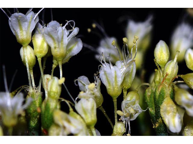 Eriogonum lonchophyllum (Spearleaf buckwheat) #54304