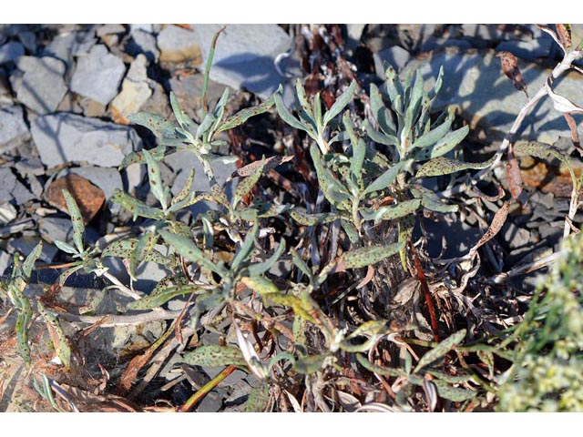 Eriogonum lonchophyllum (Spearleaf buckwheat) #54308