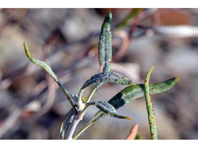 Eriogonum lonchophyllum (Spearleaf buckwheat) #54310
