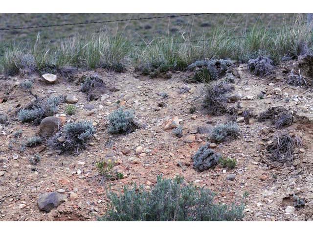 Eriogonum soliceps (Railroad canyon wild buckwheat) #54363