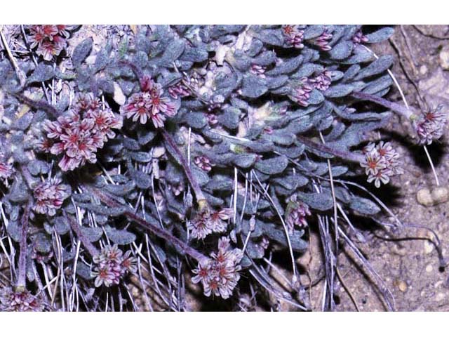 Eriogonum soliceps (Railroad canyon wild buckwheat) #54370