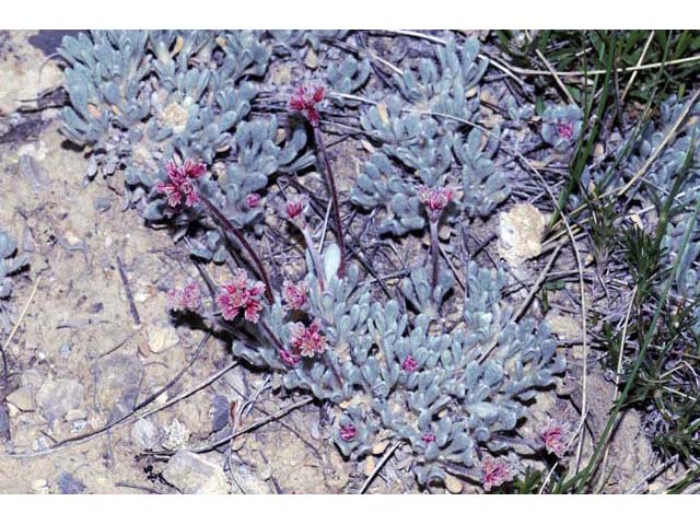 Eriogonum soliceps (Railroad canyon wild buckwheat) #54374