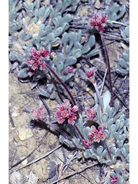 Eriogonum soliceps (Railroad canyon wild buckwheat) #54376