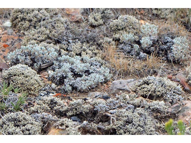 Eriogonum soliceps (Railroad canyon wild buckwheat) #54384