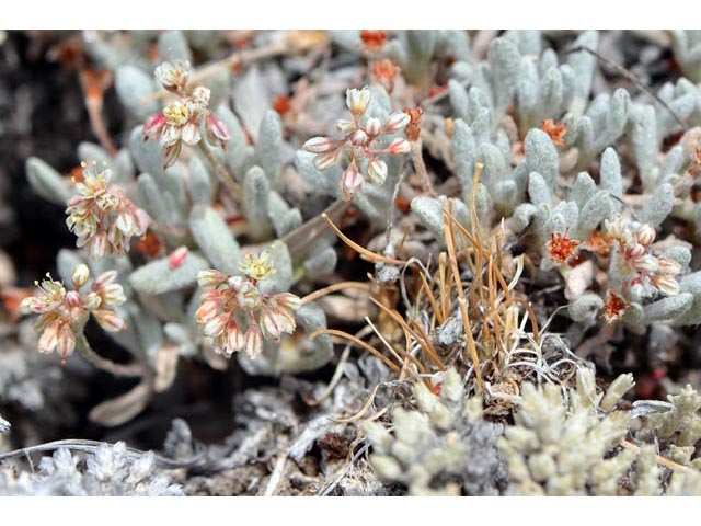 Eriogonum soliceps (Railroad canyon wild buckwheat) #54387