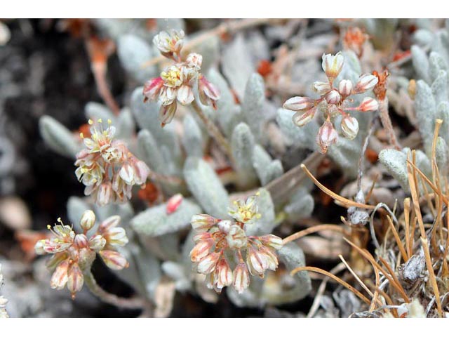 Eriogonum soliceps (Railroad canyon wild buckwheat) #54388