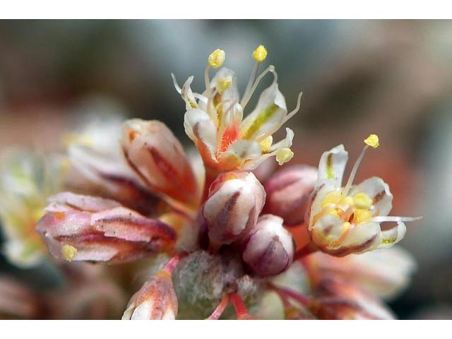 Eriogonum soliceps (Railroad canyon wild buckwheat) #54394