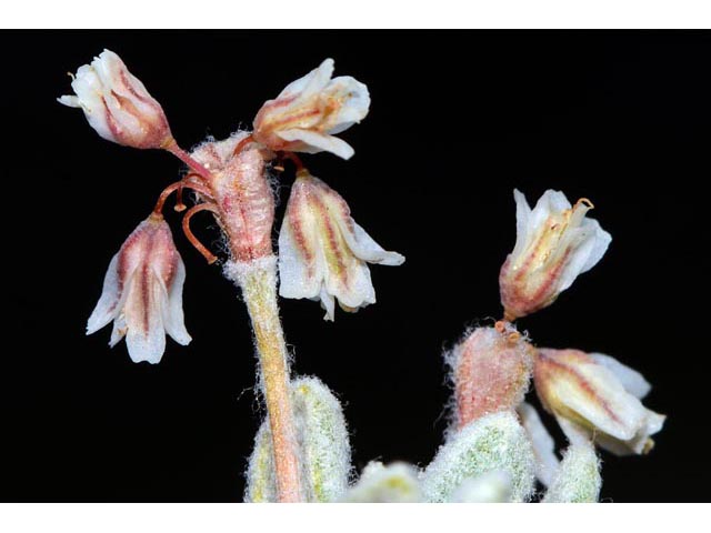 Eriogonum soliceps (Railroad canyon wild buckwheat) #54398