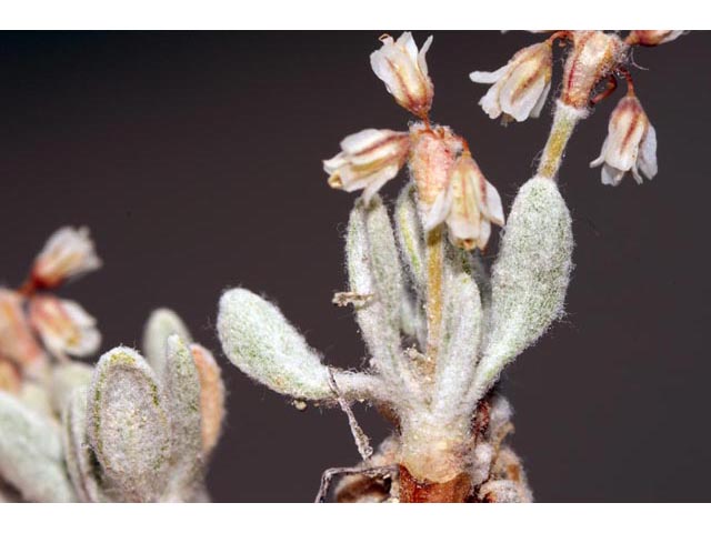 Eriogonum soliceps (Railroad canyon wild buckwheat) #54403