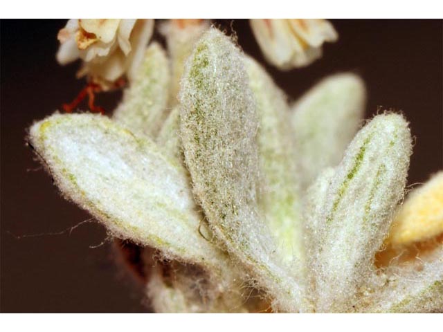 Eriogonum soliceps (Railroad canyon wild buckwheat) #54406