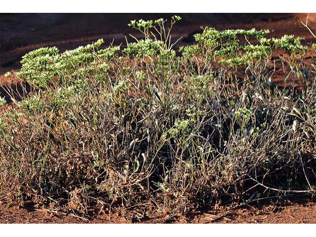 Eriogonum thompsoniae var. albiflorum (Virgin buckwheat) #54971