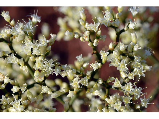 Eriogonum thompsoniae var. albiflorum (Virgin buckwheat) #54978