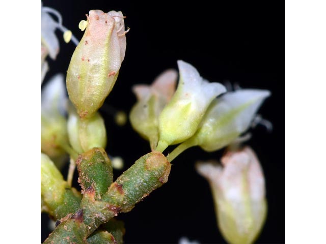 Eriogonum thompsoniae var. albiflorum (Virgin buckwheat) #54988