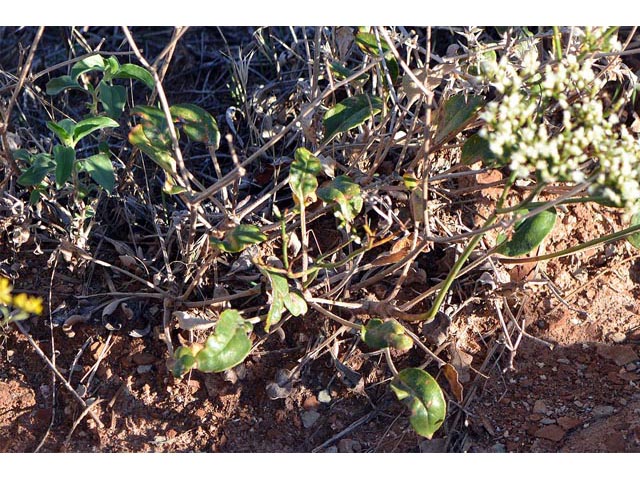 Eriogonum thompsoniae var. albiflorum (Virgin buckwheat) #55018