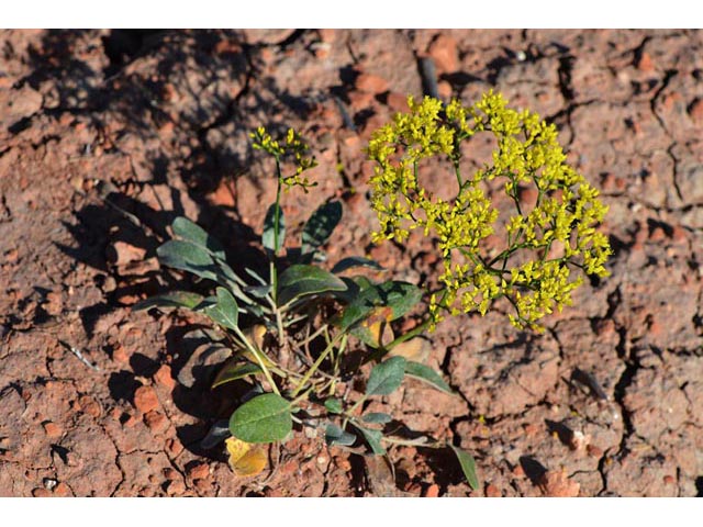 Eriogonum thompsoniae (Thompson's buckwheat) #56115
