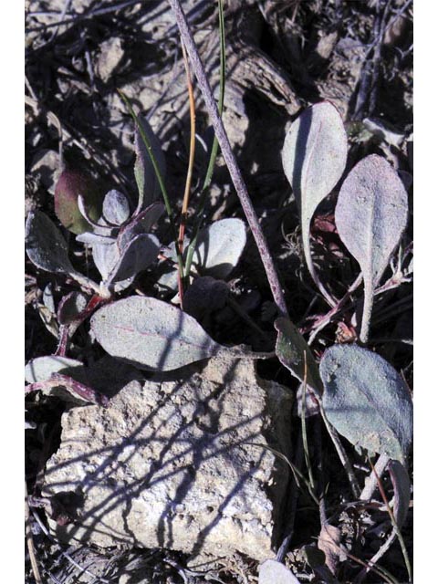 Eriogonum umbellatum var. dichrocephalum (Sulphur-flower buckwheat) #56152