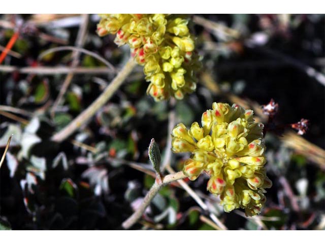 Eriogonum umbellatum var. dichrocephalum (Sulphur-flower buckwheat) #56171