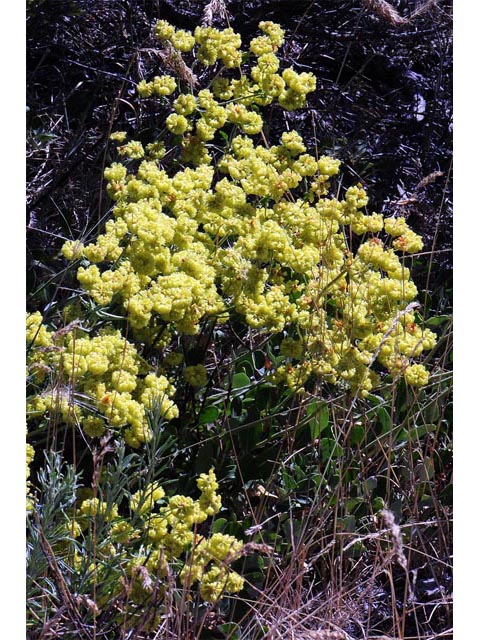 Eriogonum umbellatum var. ellipticum (Sulphur-flower buckwheat) #56223