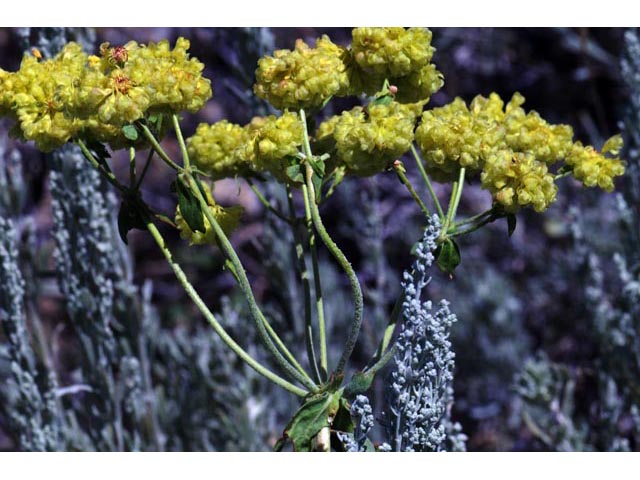 Eriogonum umbellatum var. ellipticum (Sulphur-flower buckwheat) #56224