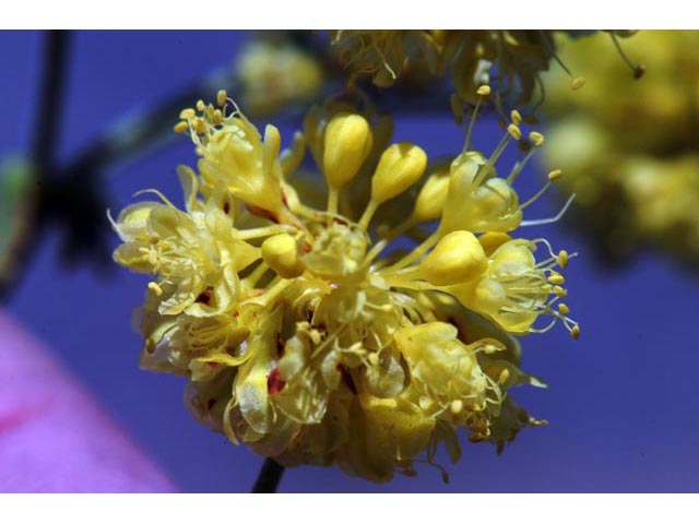 Eriogonum umbellatum var. ellipticum (Sulphur-flower buckwheat) #56240