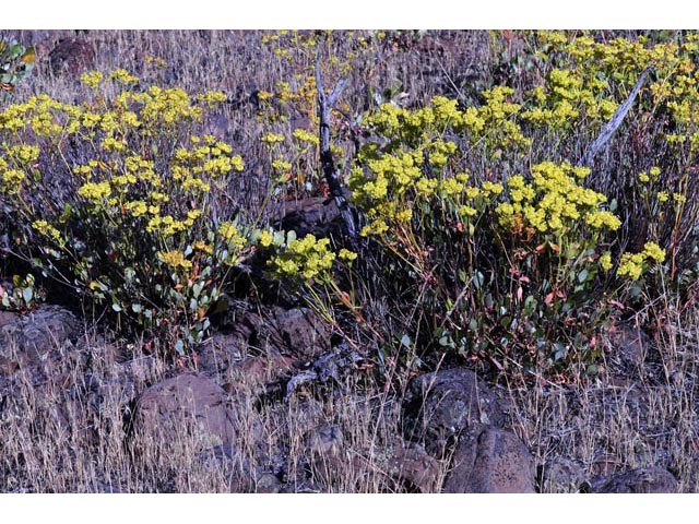 Eriogonum umbellatum var. ellipticum (Sulphur-flower buckwheat) #56250