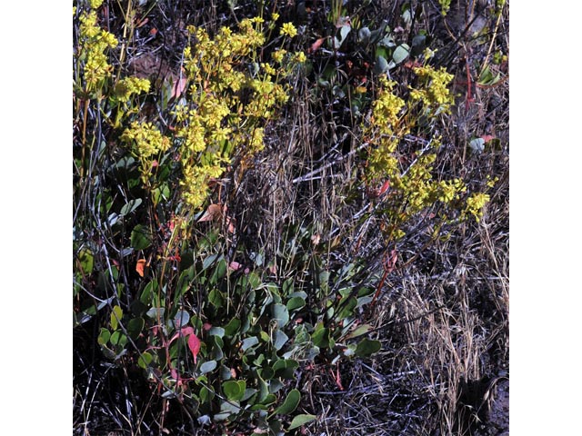 Eriogonum umbellatum var. ellipticum (Sulphur-flower buckwheat) #56254