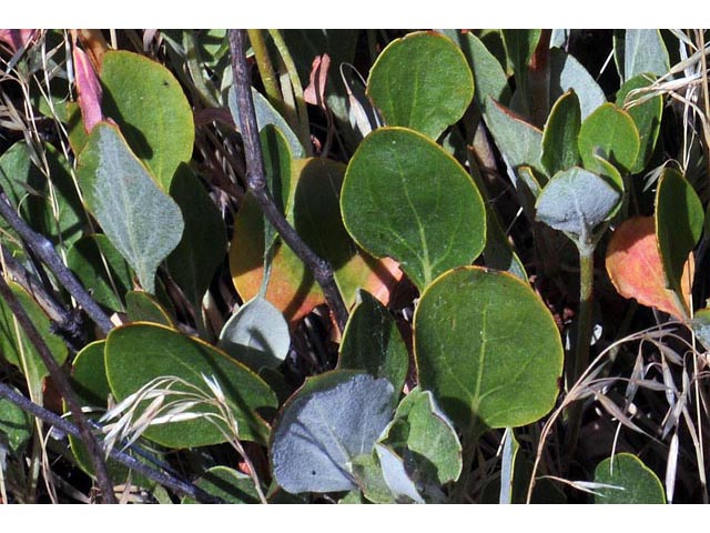 Eriogonum umbellatum var. ellipticum (Sulphur-flower buckwheat) #56261