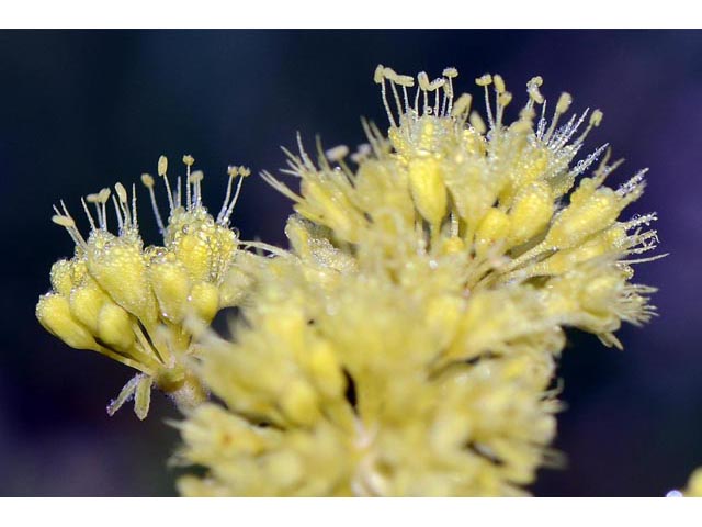 Eriogonum umbellatum var. ellipticum (Sulphur-flower buckwheat) #56265