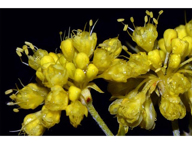 Eriogonum umbellatum var. ellipticum (Sulphur-flower buckwheat) #56270