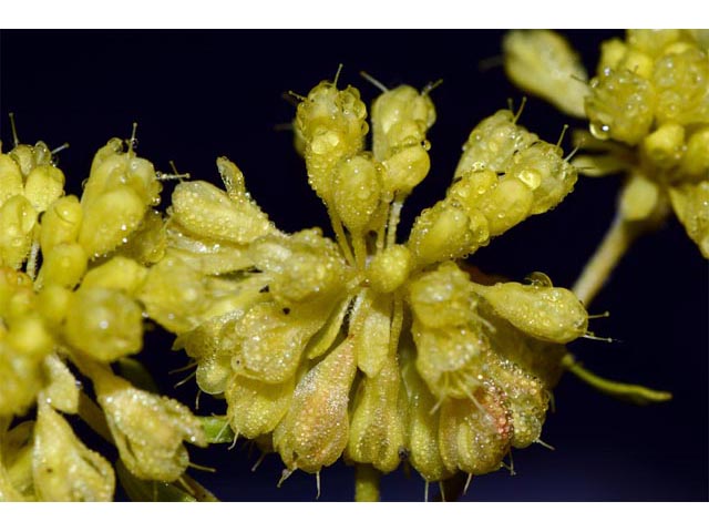 Eriogonum umbellatum var. ellipticum (Sulphur-flower buckwheat) #56274