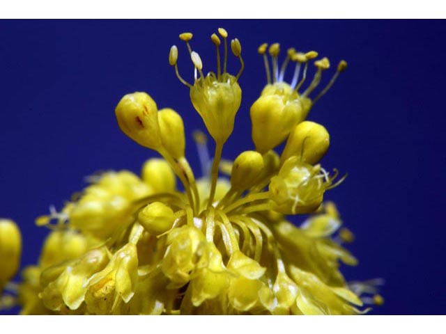 Eriogonum umbellatum var. ellipticum (Sulphur-flower buckwheat) #56289