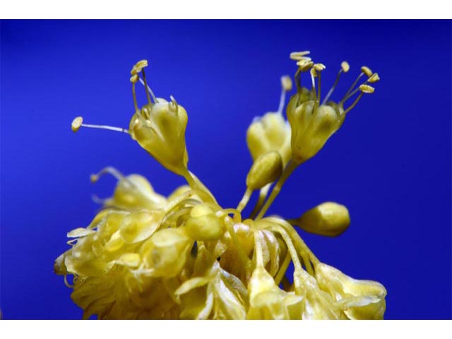 Eriogonum umbellatum var. ellipticum (Sulphur-flower buckwheat) #56290