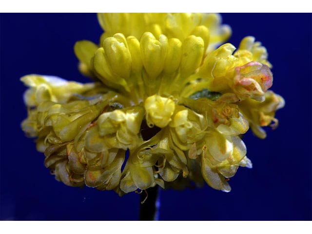 Eriogonum umbellatum var. stragulum (Spreading sulphur flower) #56352