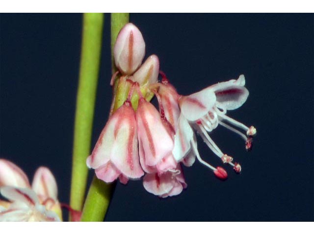 Eriogonum vimineum (Wickerstem buckwheat) #56530