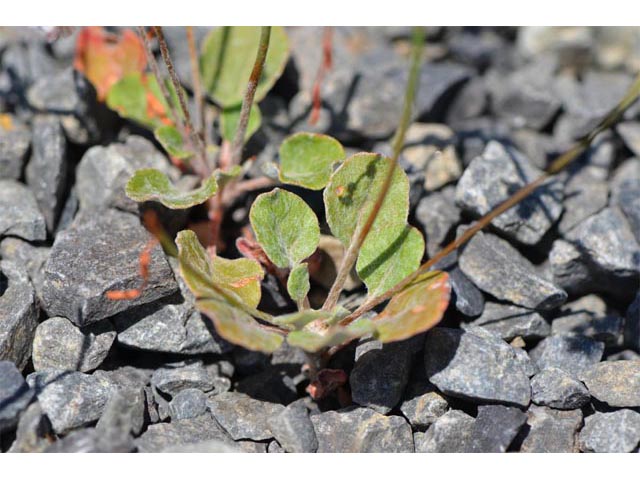 Eriogonum vimineum (Wickerstem buckwheat) #56541