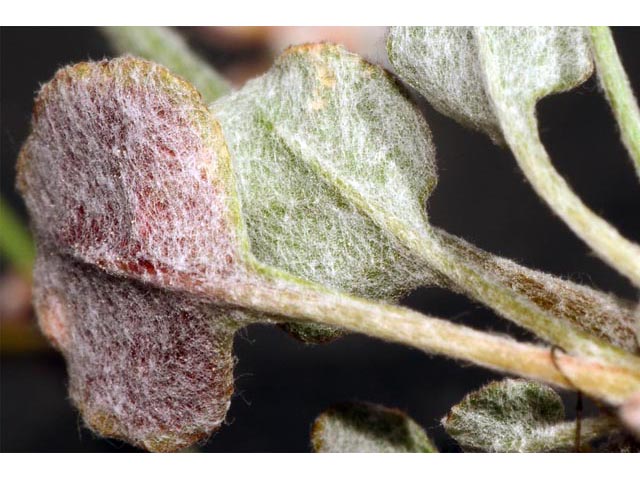 Eriogonum vimineum (Wickerstem buckwheat) #56544