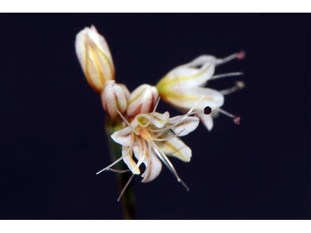 Eriogonum watsonii (Watson's buckwheat) #56610