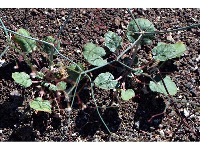 Eriogonum watsonii (Watson's buckwheat) #56613