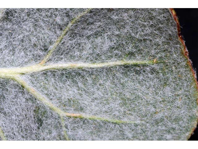 Eriogonum watsonii (Watson's buckwheat) #56622