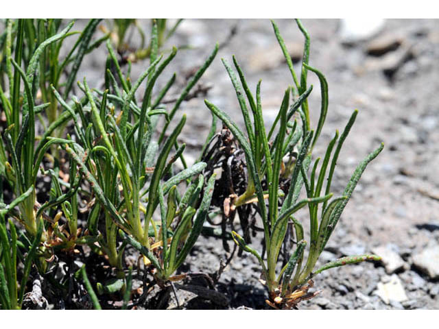 Eriogonum lonchophyllum (Spearleaf buckwheat) #57715