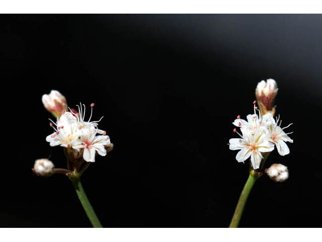 Eriogonum lonchophyllum (Spearleaf buckwheat) #57716