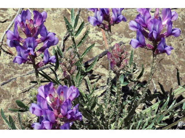Oxytropis lambertii var. lambertii (Purple locoweed) #64850
