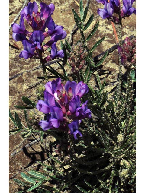 Oxytropis lambertii var. lambertii (Purple locoweed) #64851