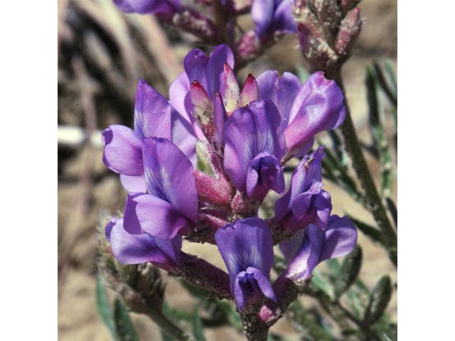 Oxytropis lambertii var. lambertii (Purple locoweed) #64853