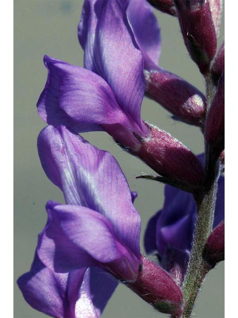 Oxytropis lambertii var. lambertii (Purple locoweed) #64855