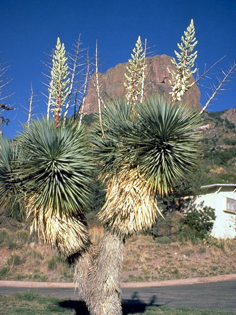 Yucca thompsoniana (Thompson's yucca) | NPIN