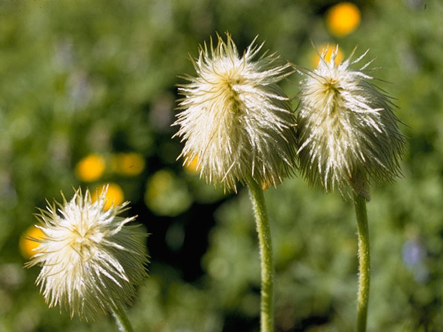 Pulsatilla occidentalis (White pasqueflower) #6164