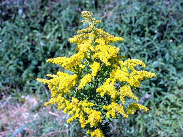 Solidago altissima (Tall goldenrod) #16021